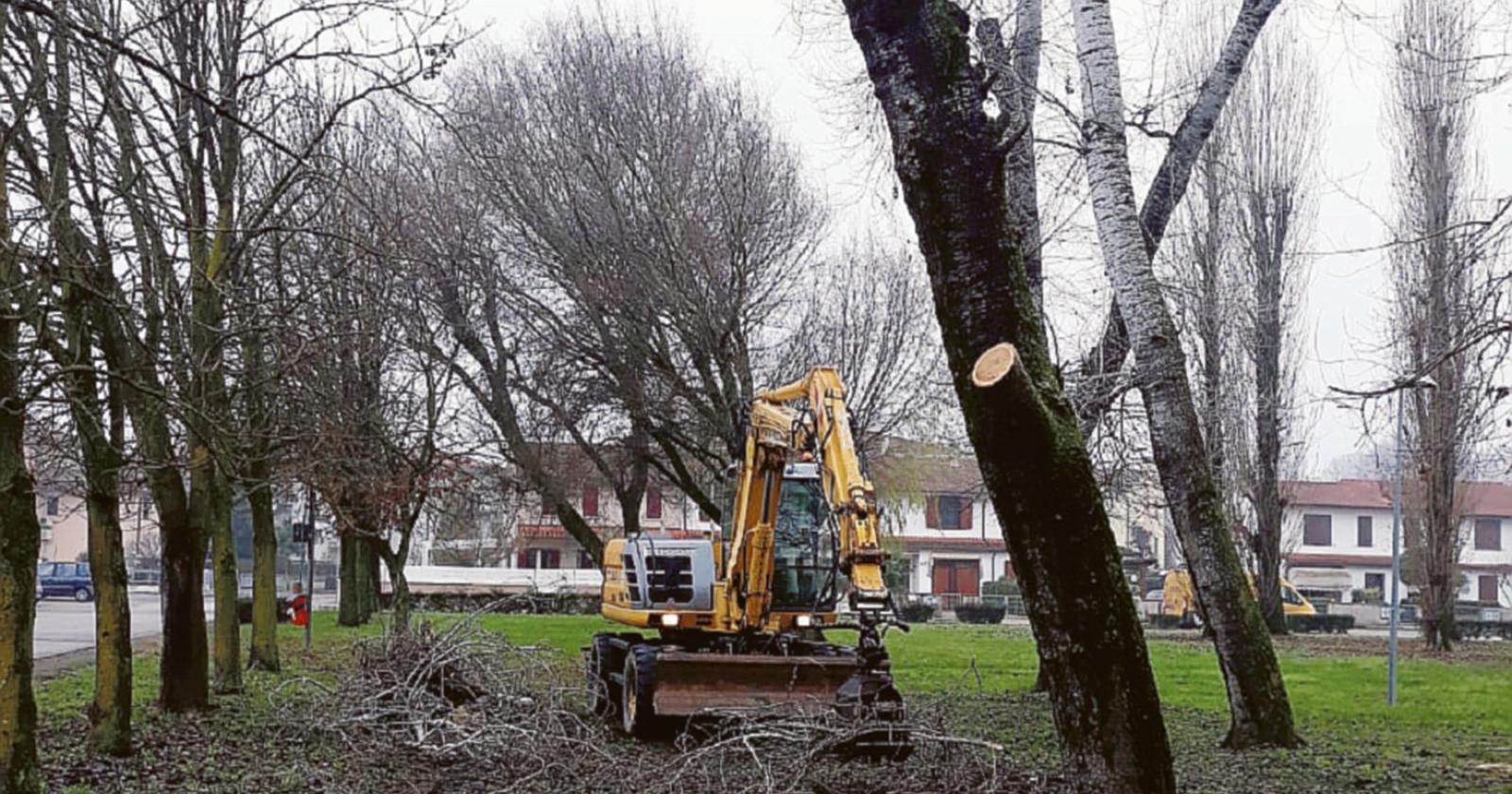 Taglio alberi, al via gli interventi