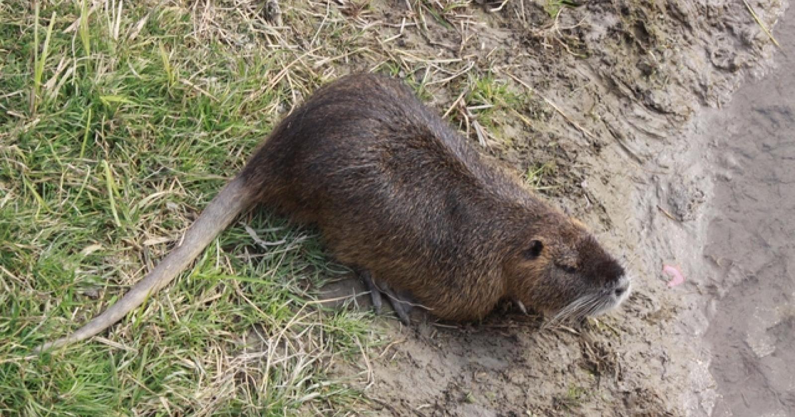 Nutrie in Adigetto Rovigo (11)