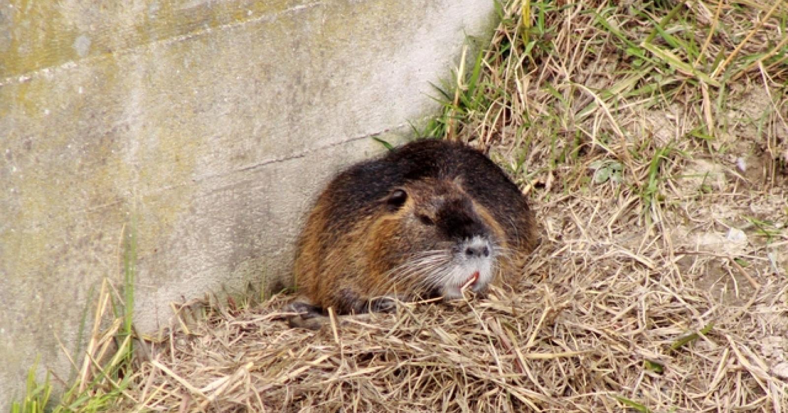 Nutrie in Adigetto Rovigo (5)