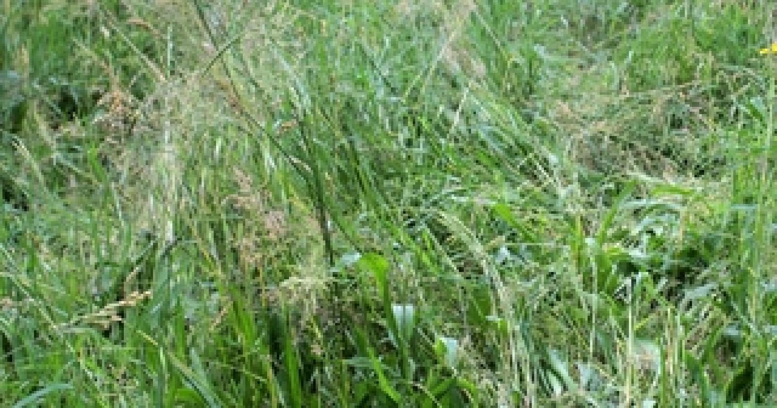 Via Baruchello Erba 11