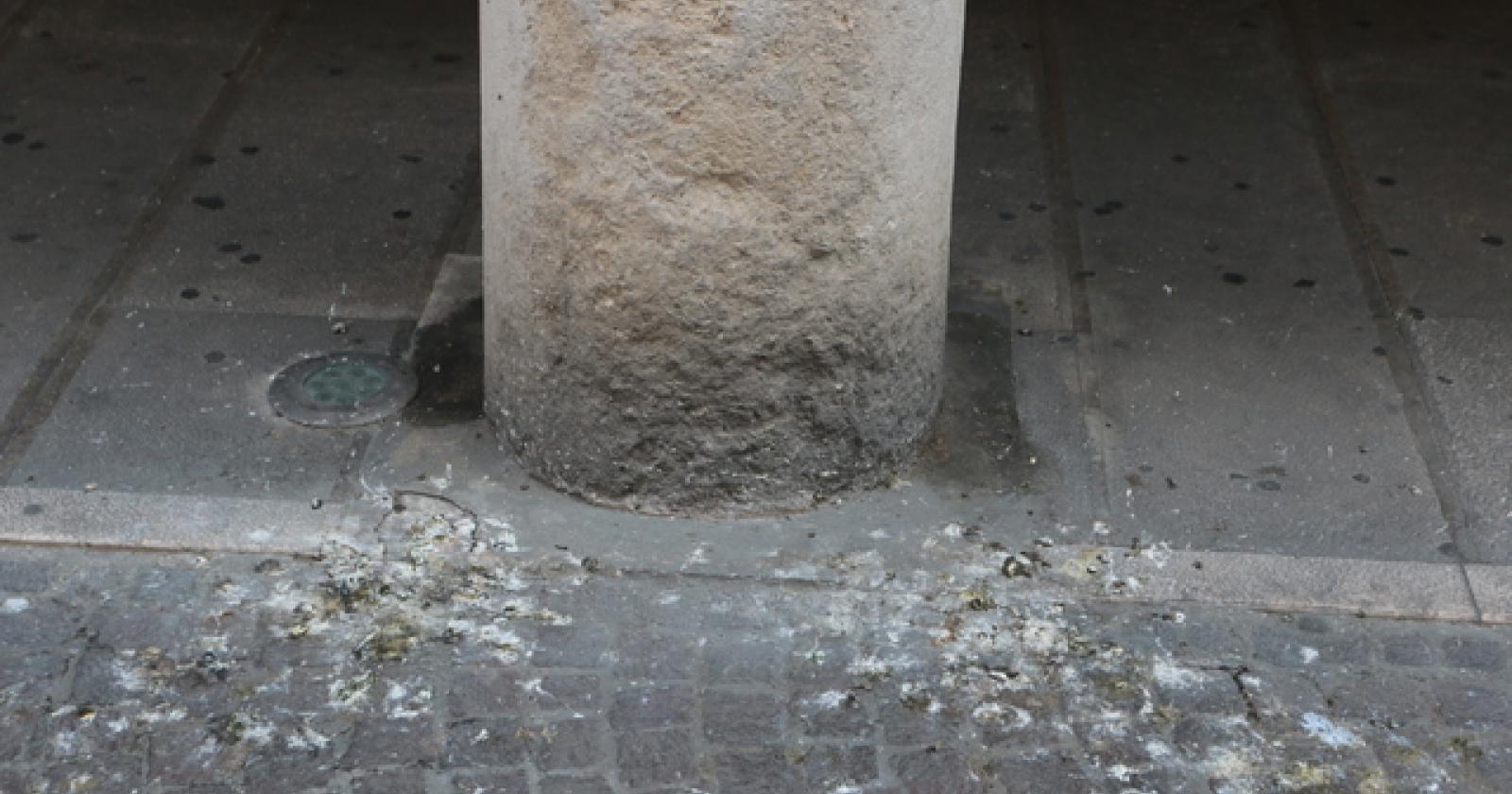 Guano piccioni via Angeli Rovigo (2)