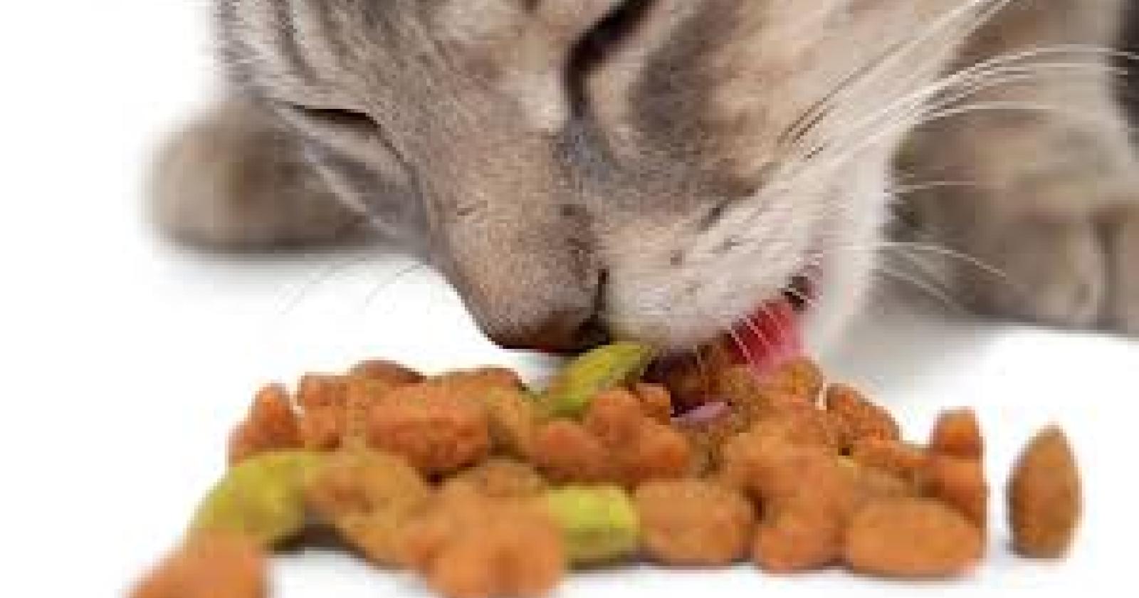gatto.jpg