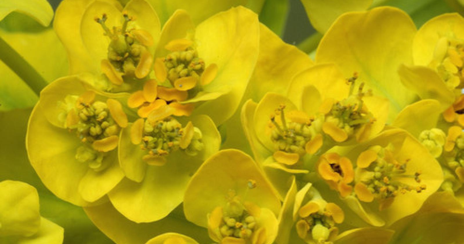 Euphorbia_palustris.jpg
