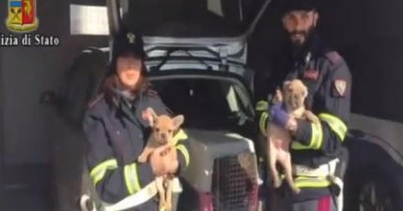 Cuccioli stipati nel bagagliaio, li salva la polstrada
