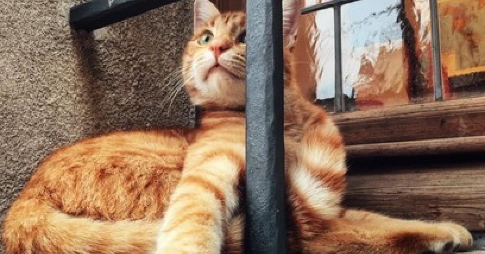 Salvato dal carcere gatto Rossini