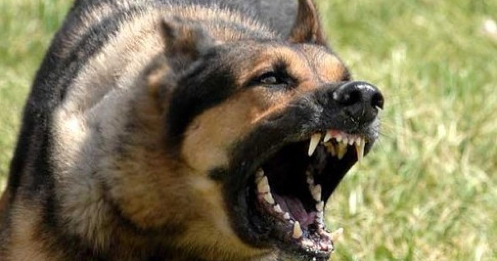 cane_aggressivo.jpg