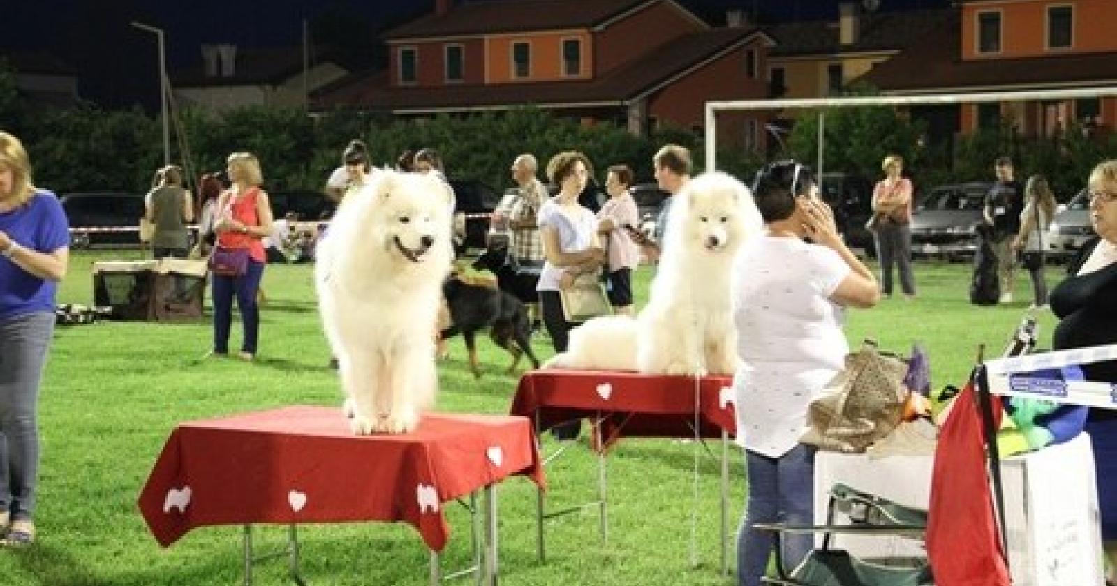 cani[3].JPG