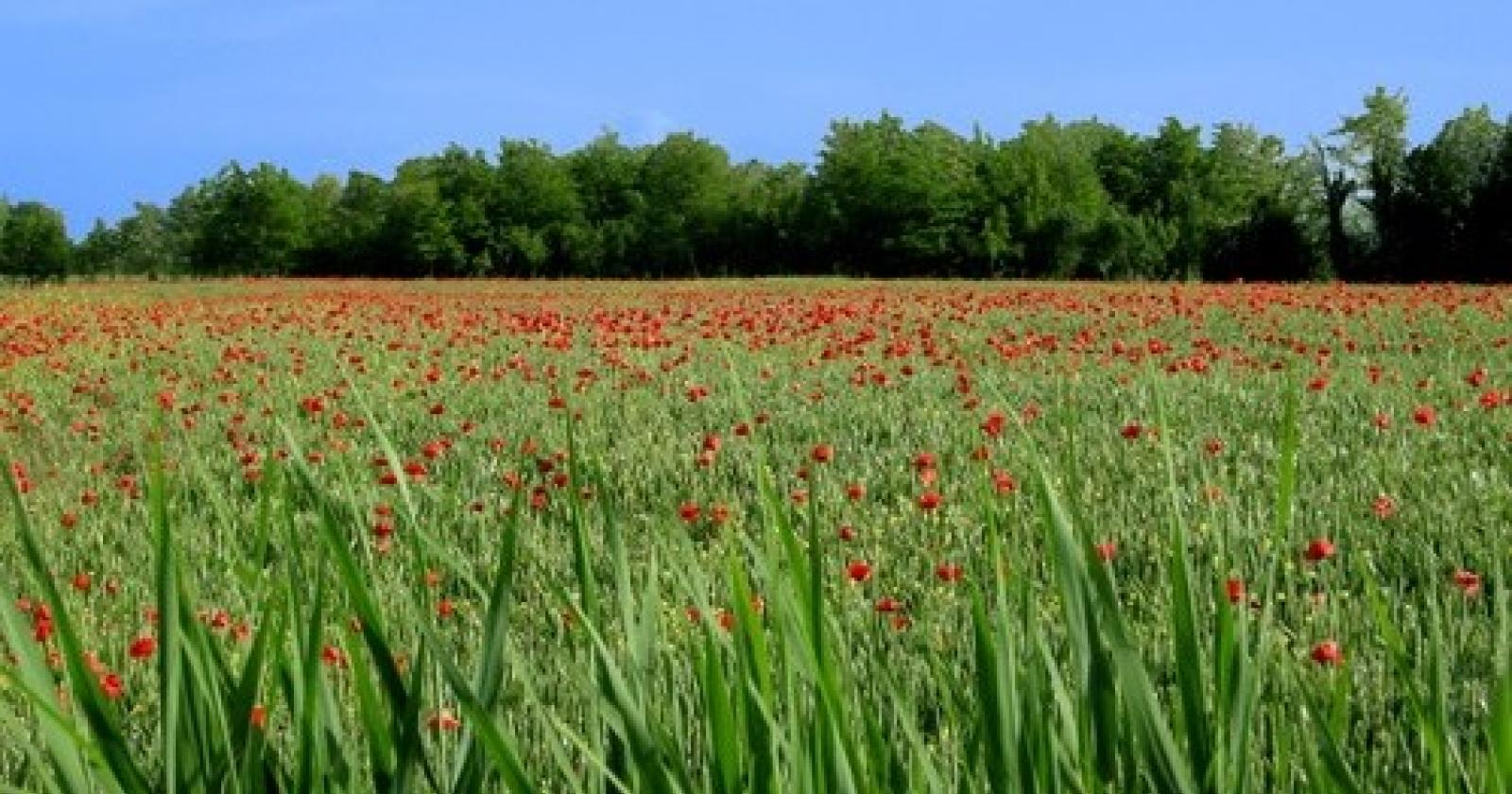 fiori[1].JPG
