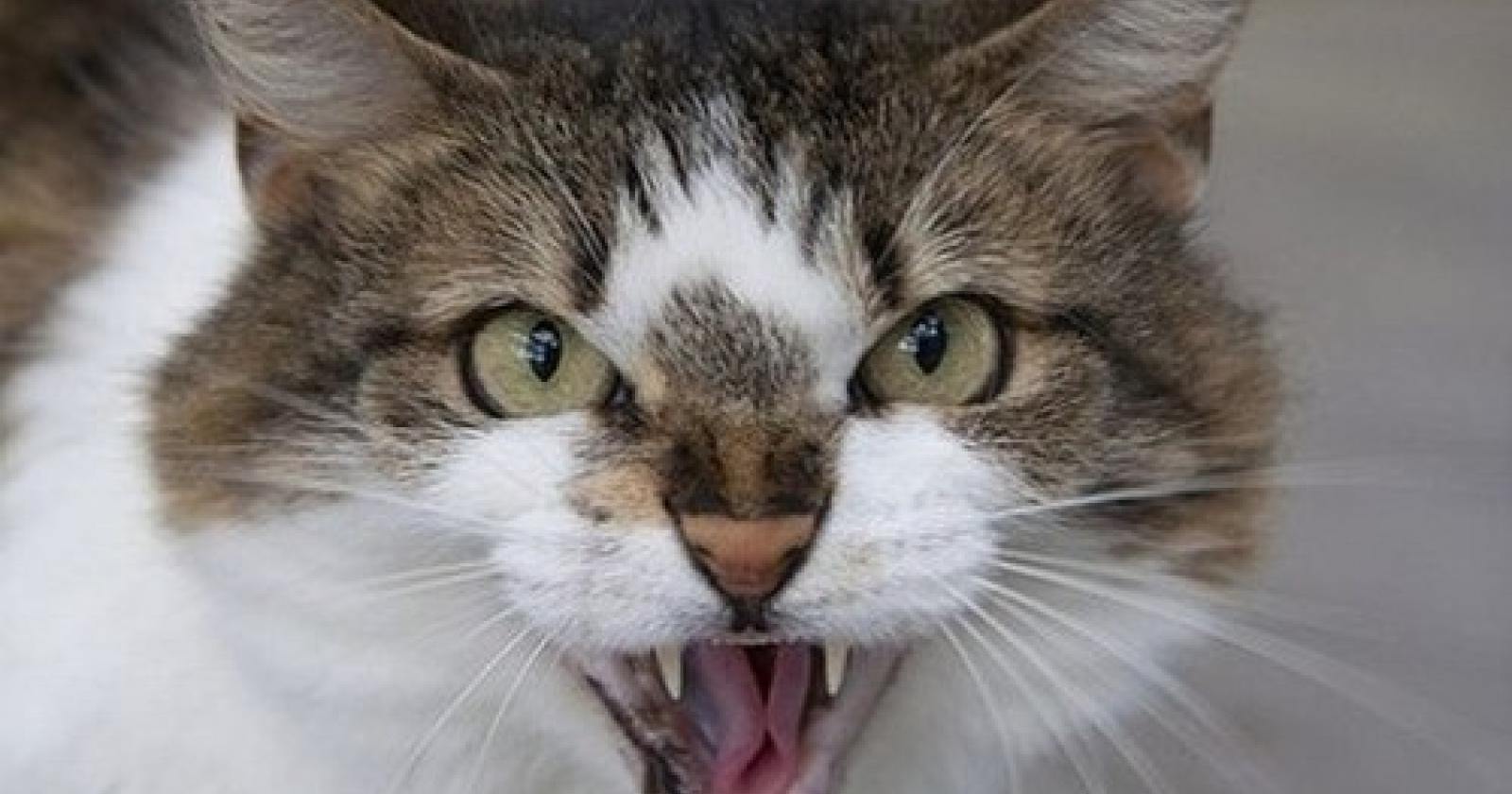 gatto[1].JPG