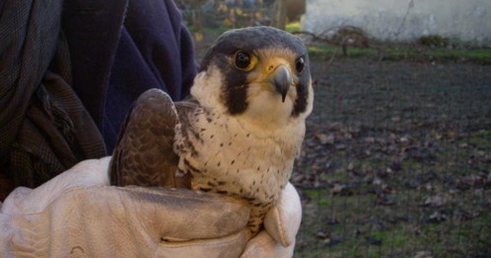 falco2.jpg