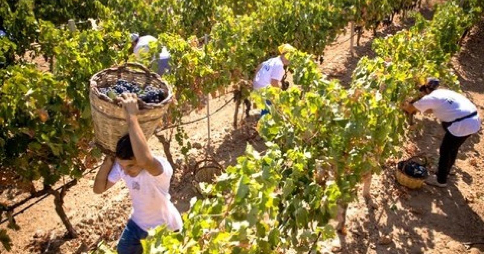 vigneti e vendemmia.JPG