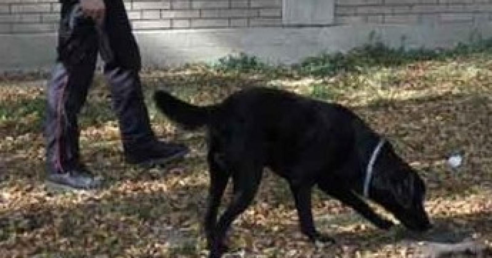 Labrador_antidroga_nero.jpg