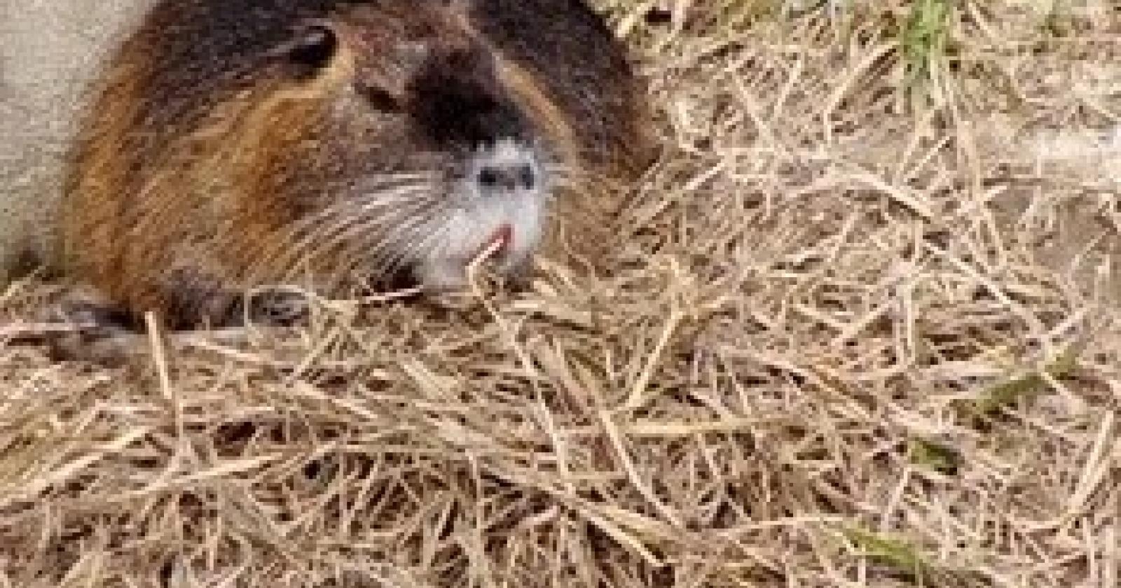 Nutrie in Adigetto Rovigo (5)