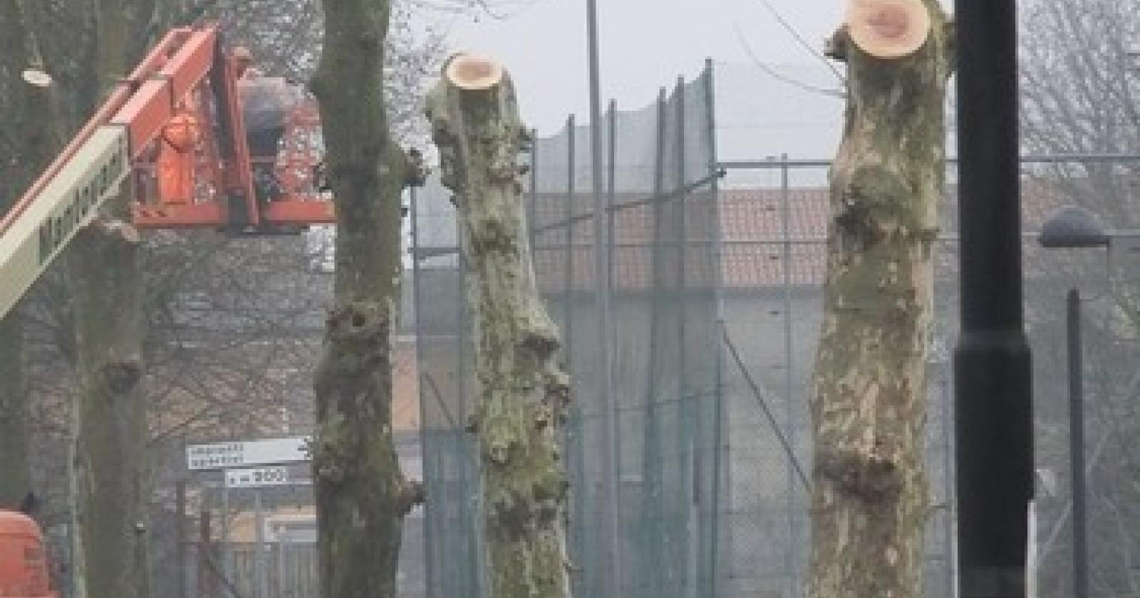 alberi via spalato.JPG