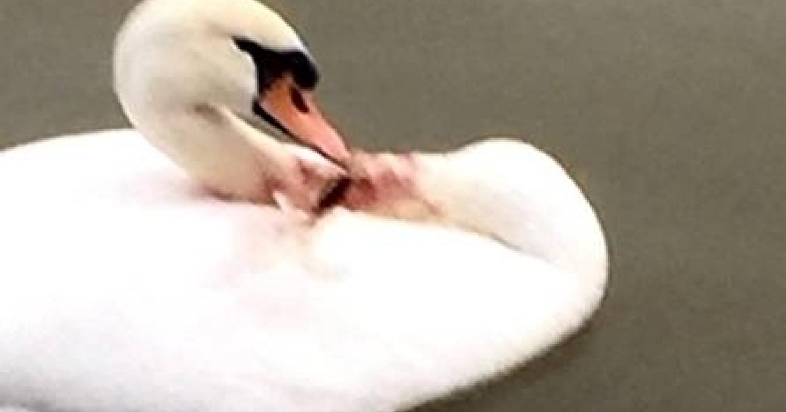 cigno[1].JPG