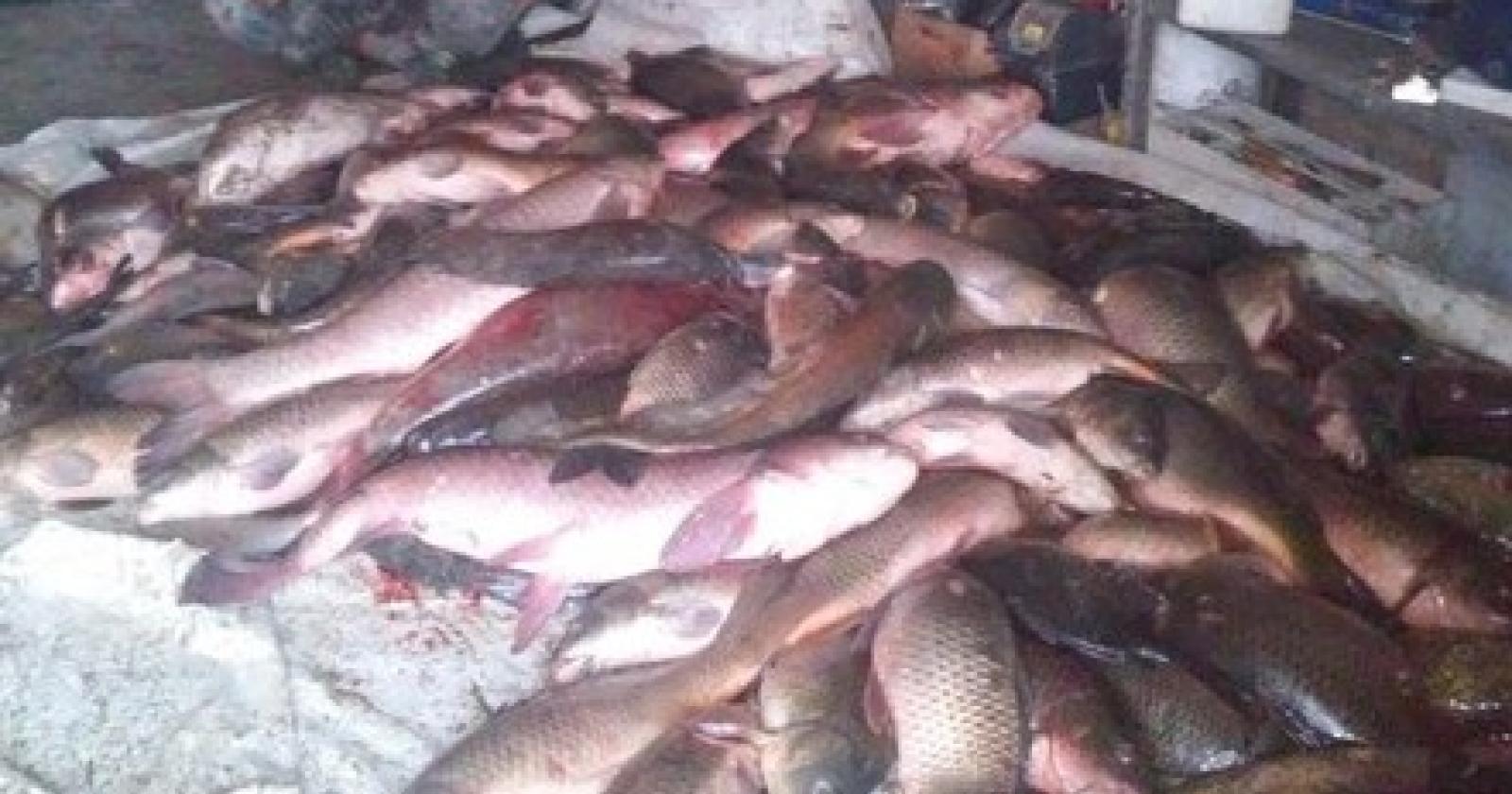 predoni pesce.JPG