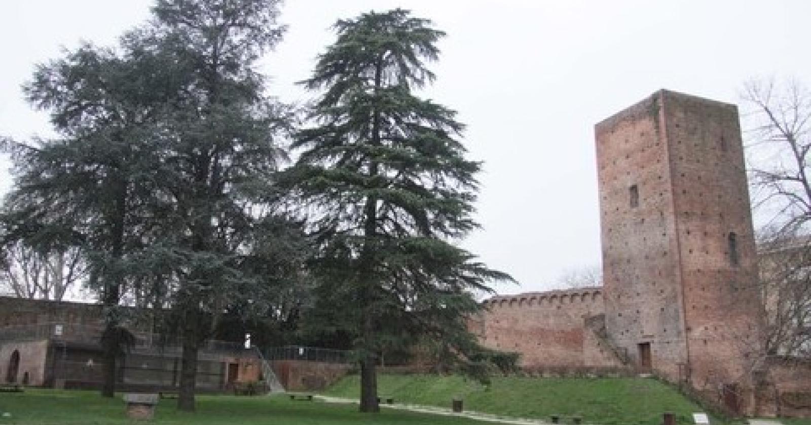 alberi tagliare.jpg