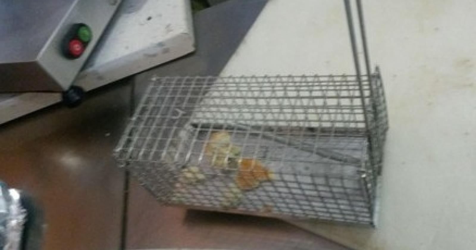 Bar Occhiobello topi.jpg