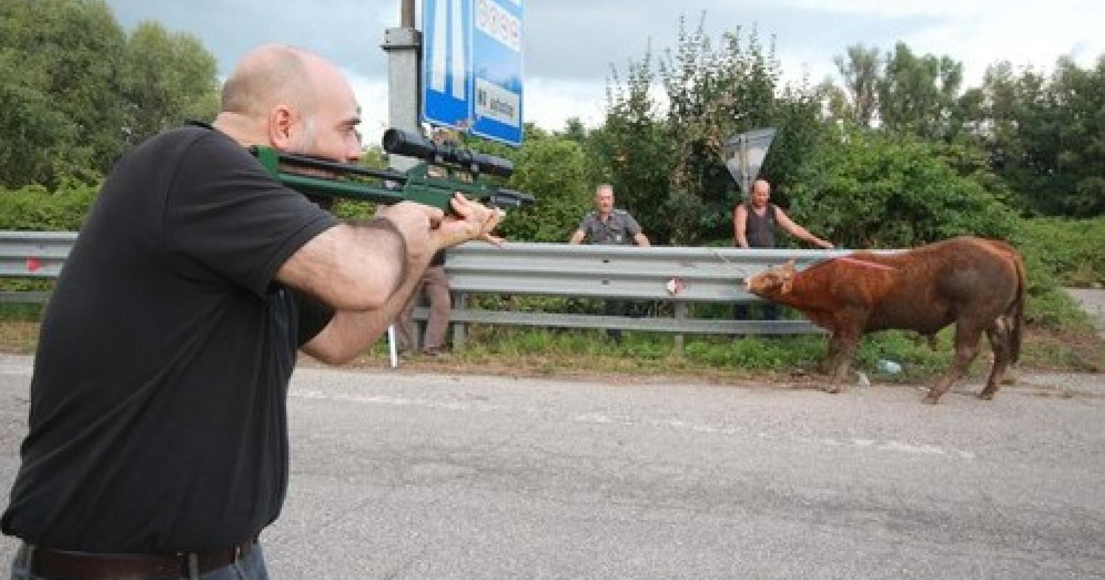 torello.JPG