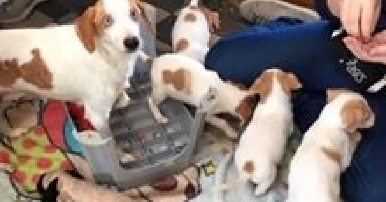 cuccioli adottare.JPG