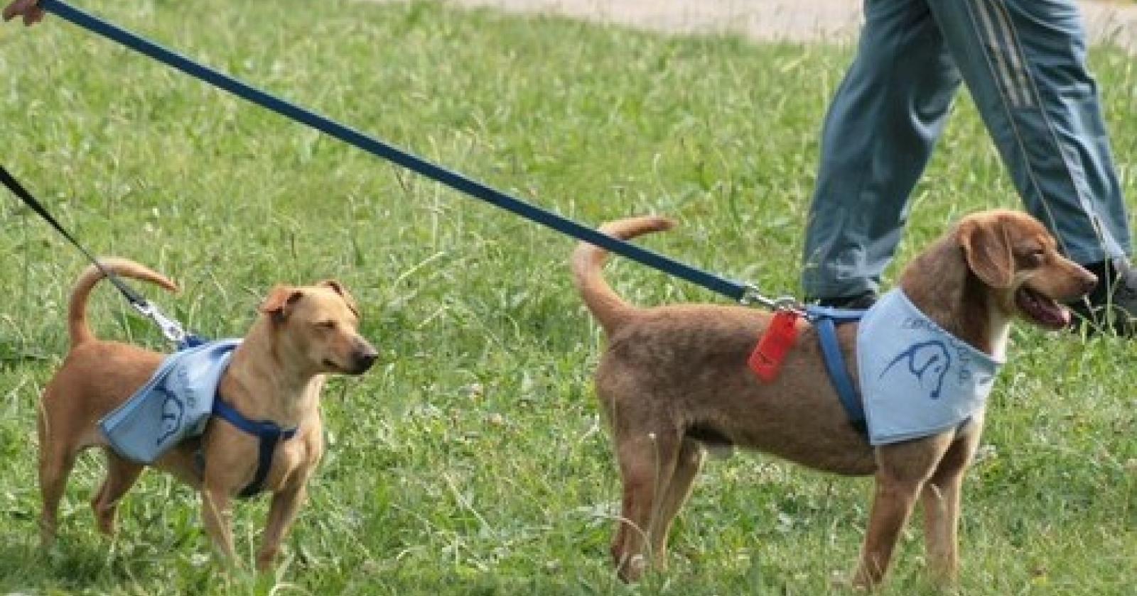 festa_cane[1].JPG