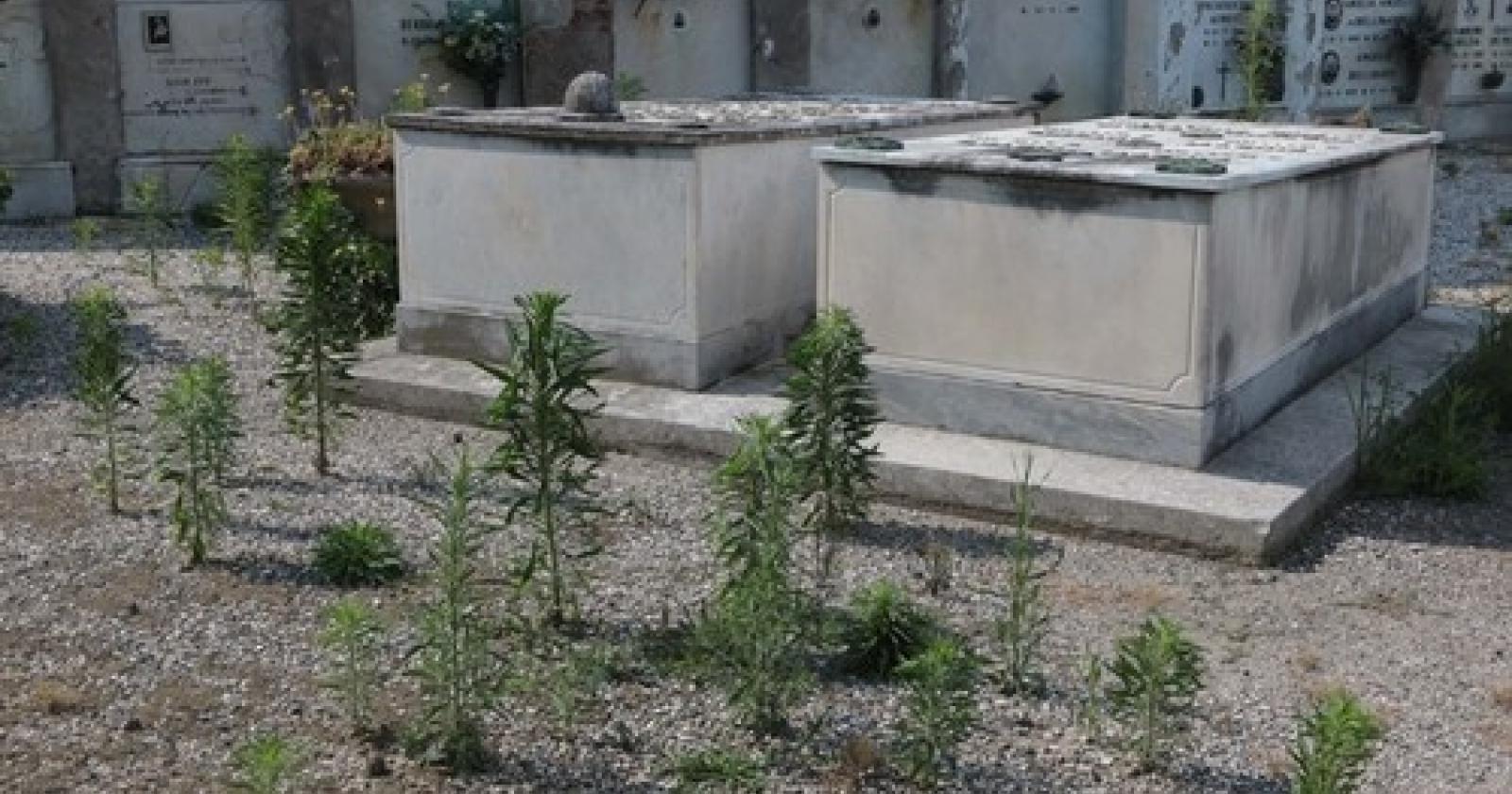 Cimitero 5