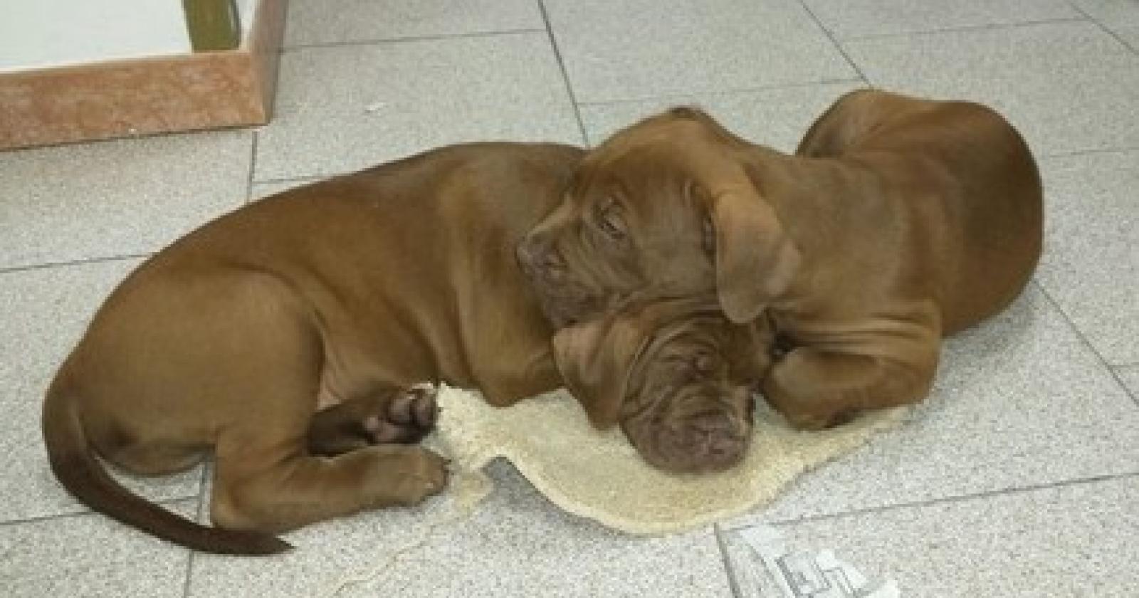 cani tir est polizia stradale (1).jpeg