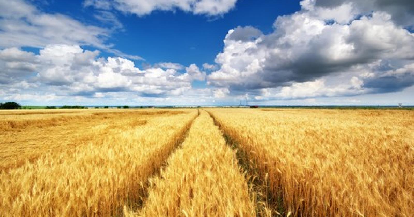 grano_2[1].JPG