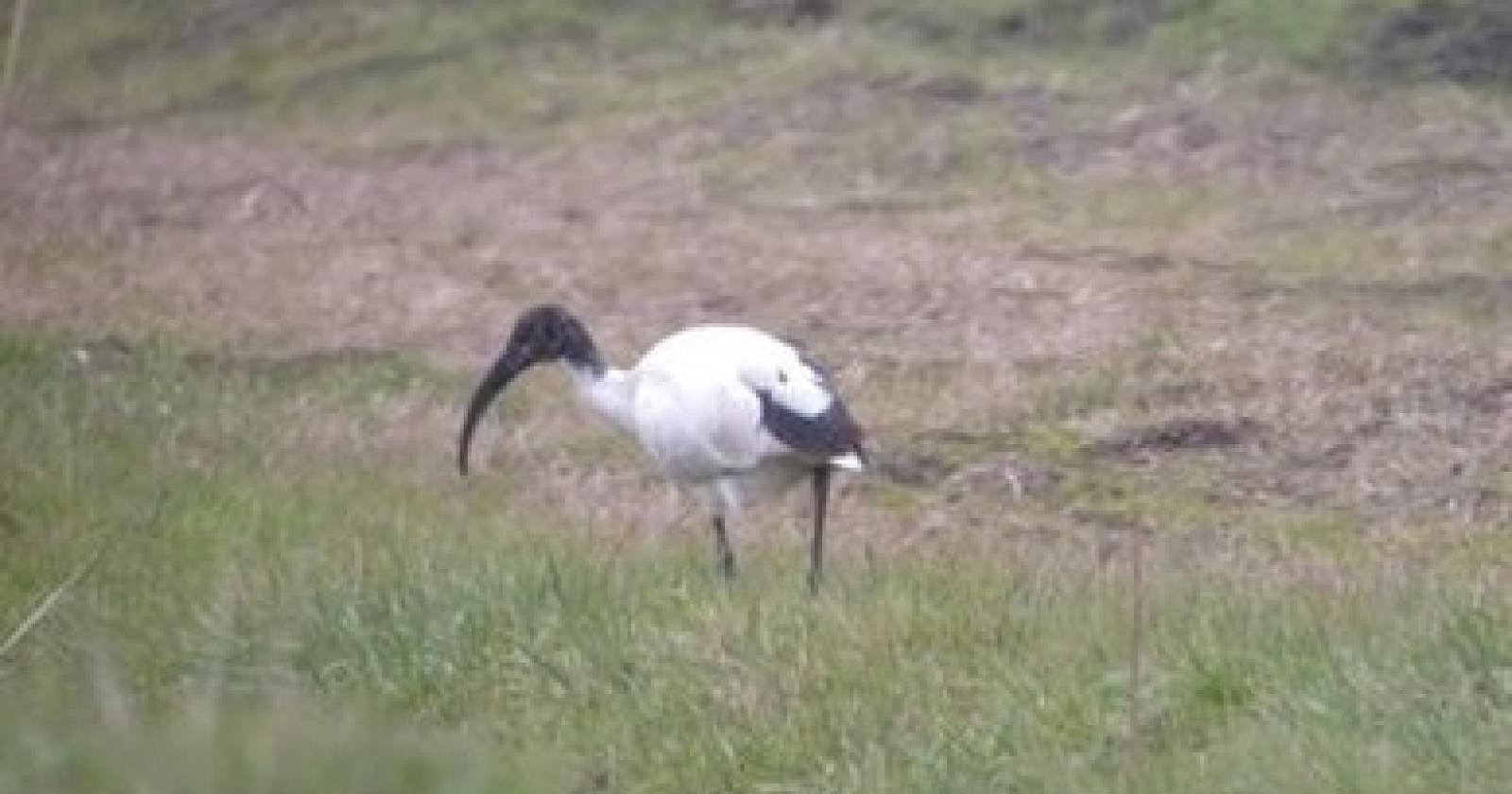 ibis trecenta (1).jpg