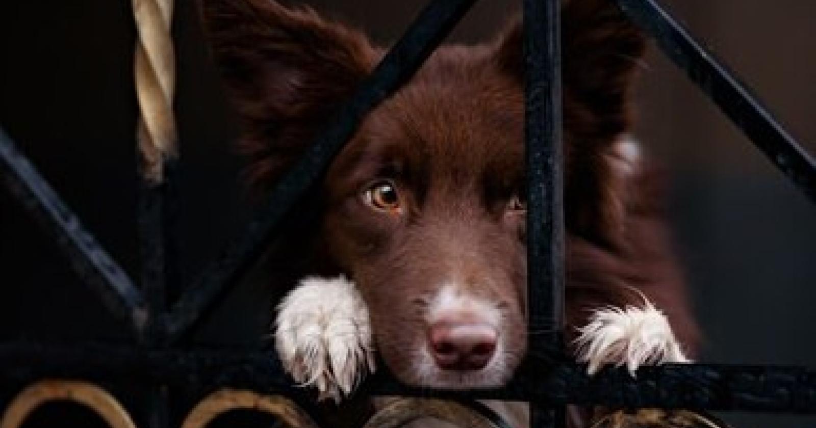 cane-rubato.jpg