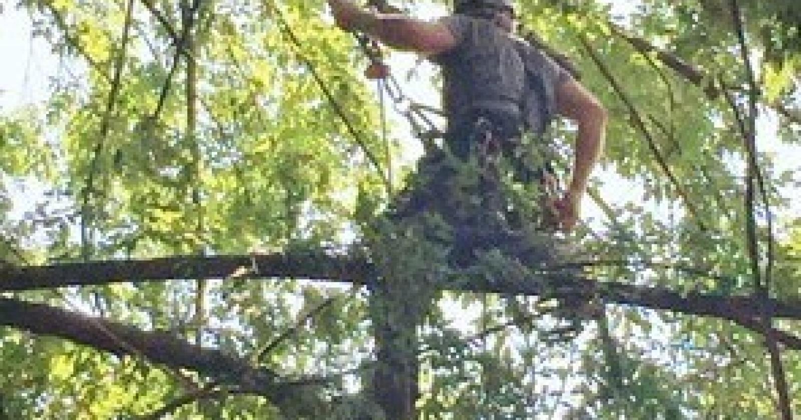 Taglia albero in giardino e prende multa da 400 euro