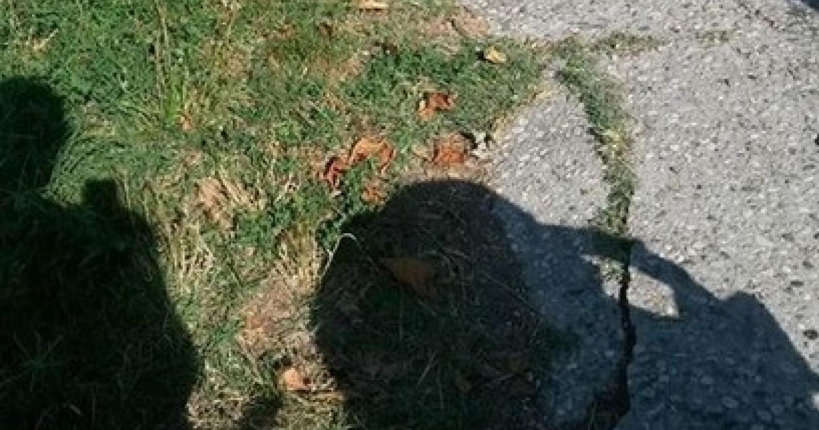 A Cavarzere lo slalom dei passeggini sui marciapiedi