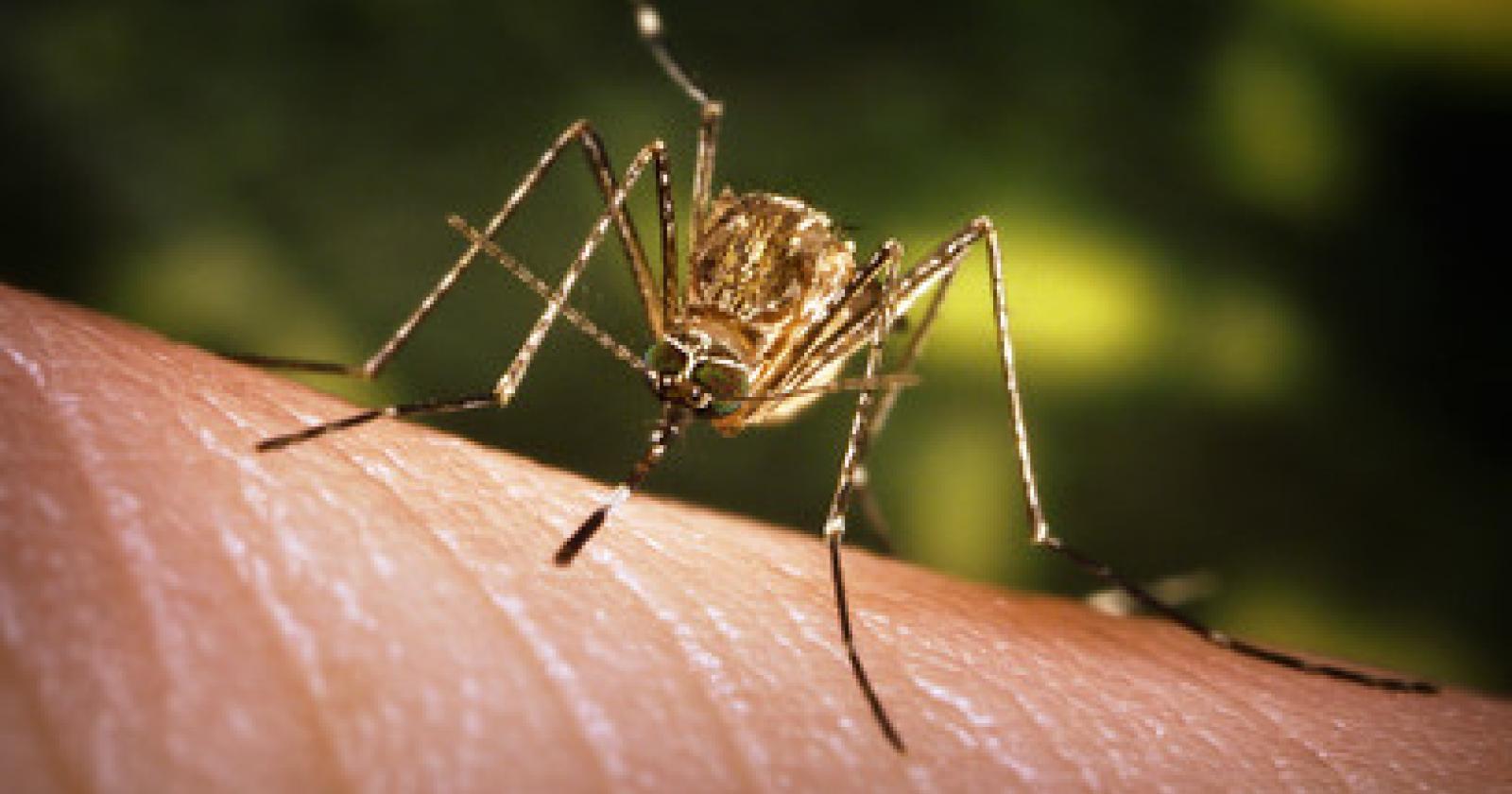 West Nile, è allarme: un contagio a Rovigo e uno ad Adria