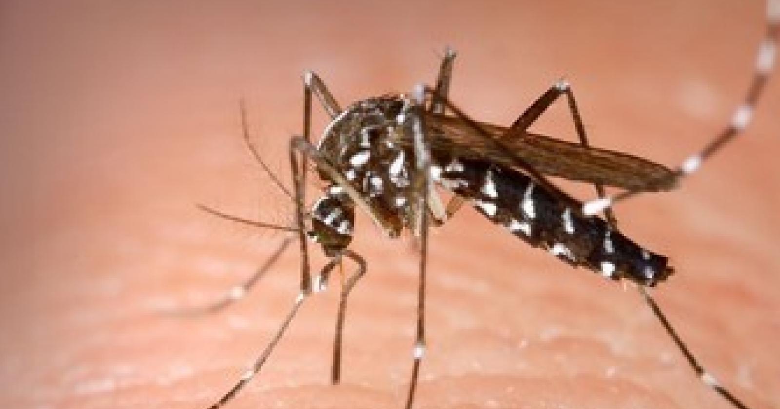 Registrato un nuovo caso di "Dengue"