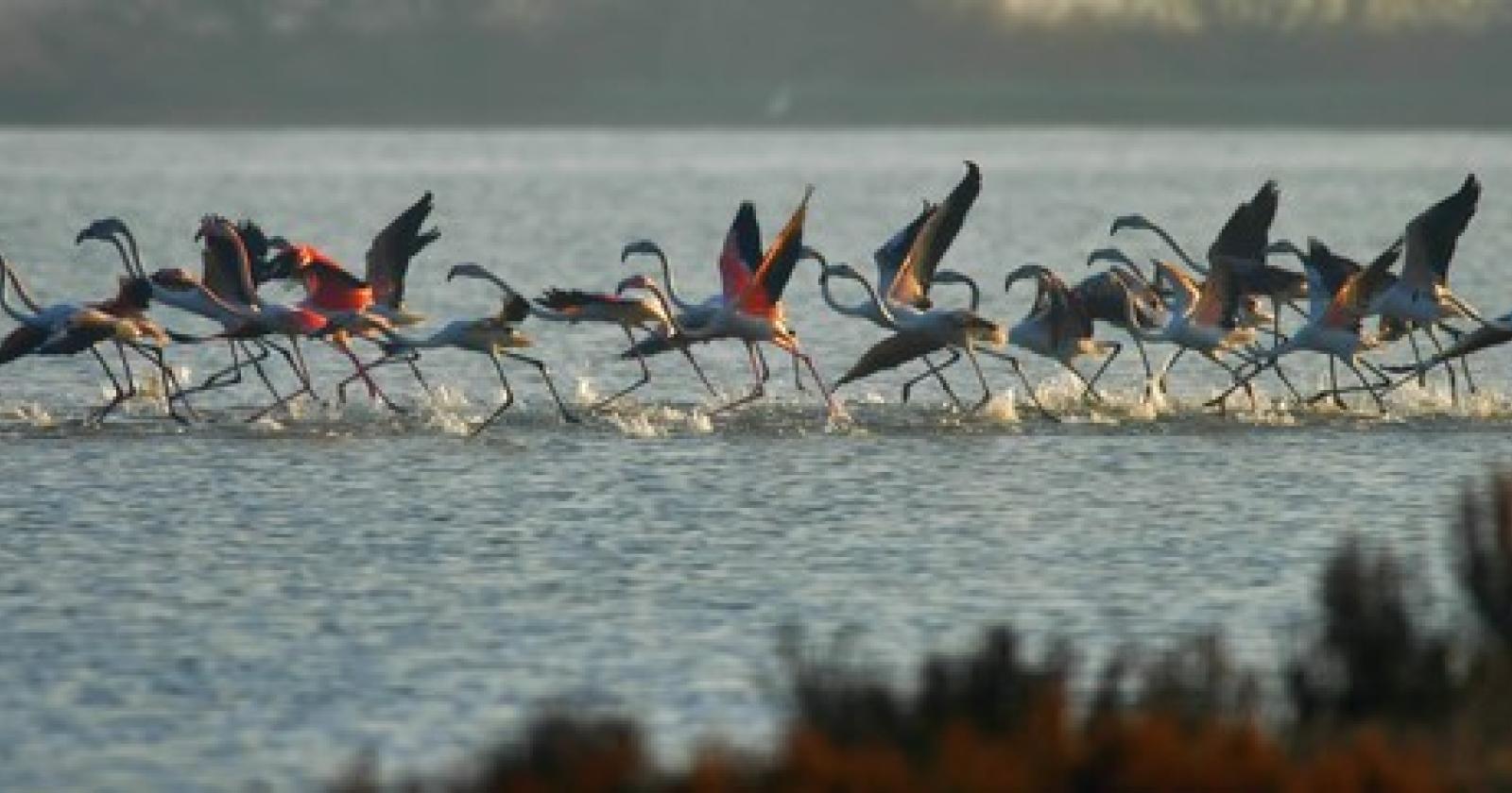 Guardiani natura.jpg