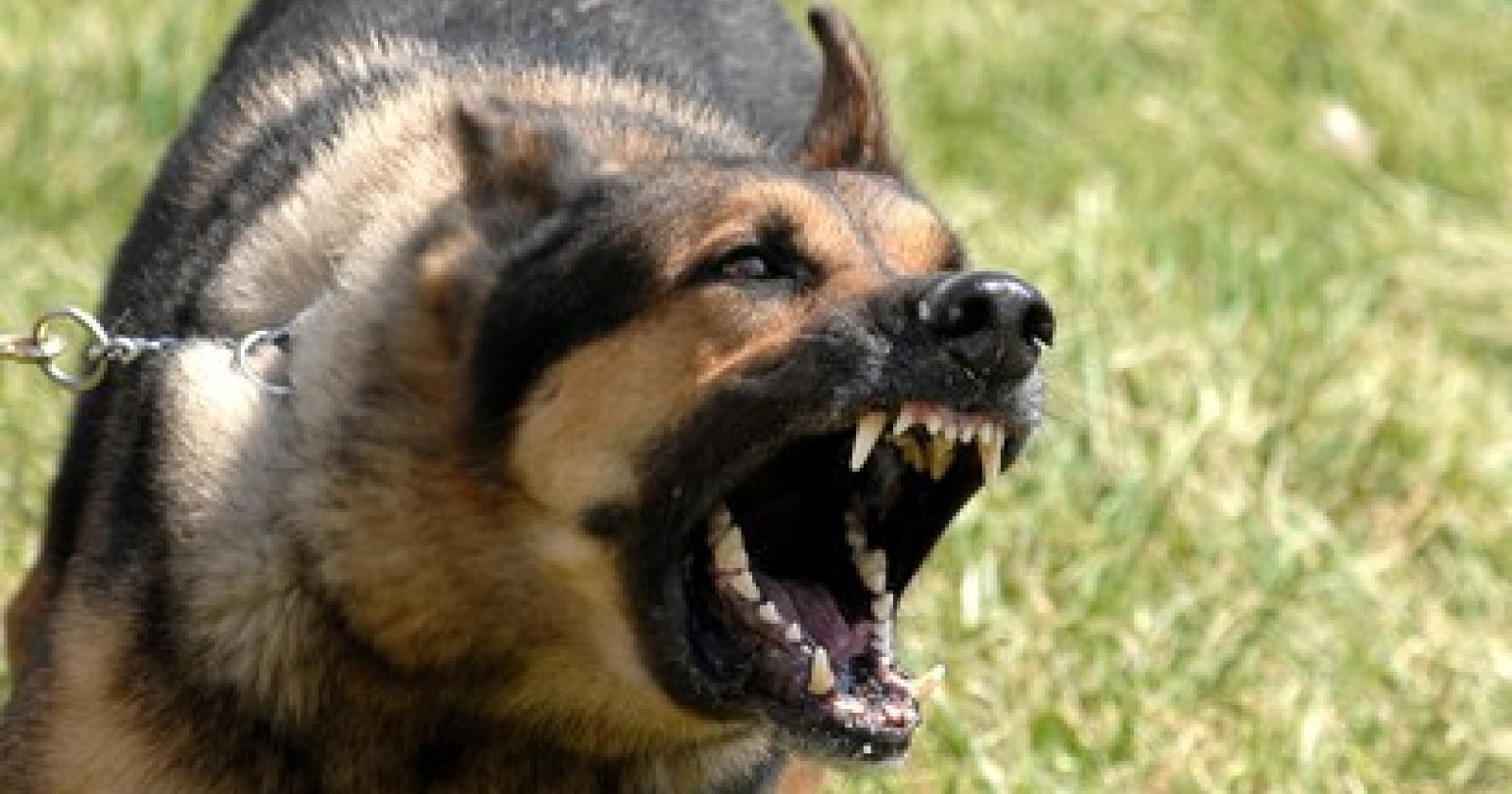 Ragazza azzannata da un cane mentre è in spiaggia