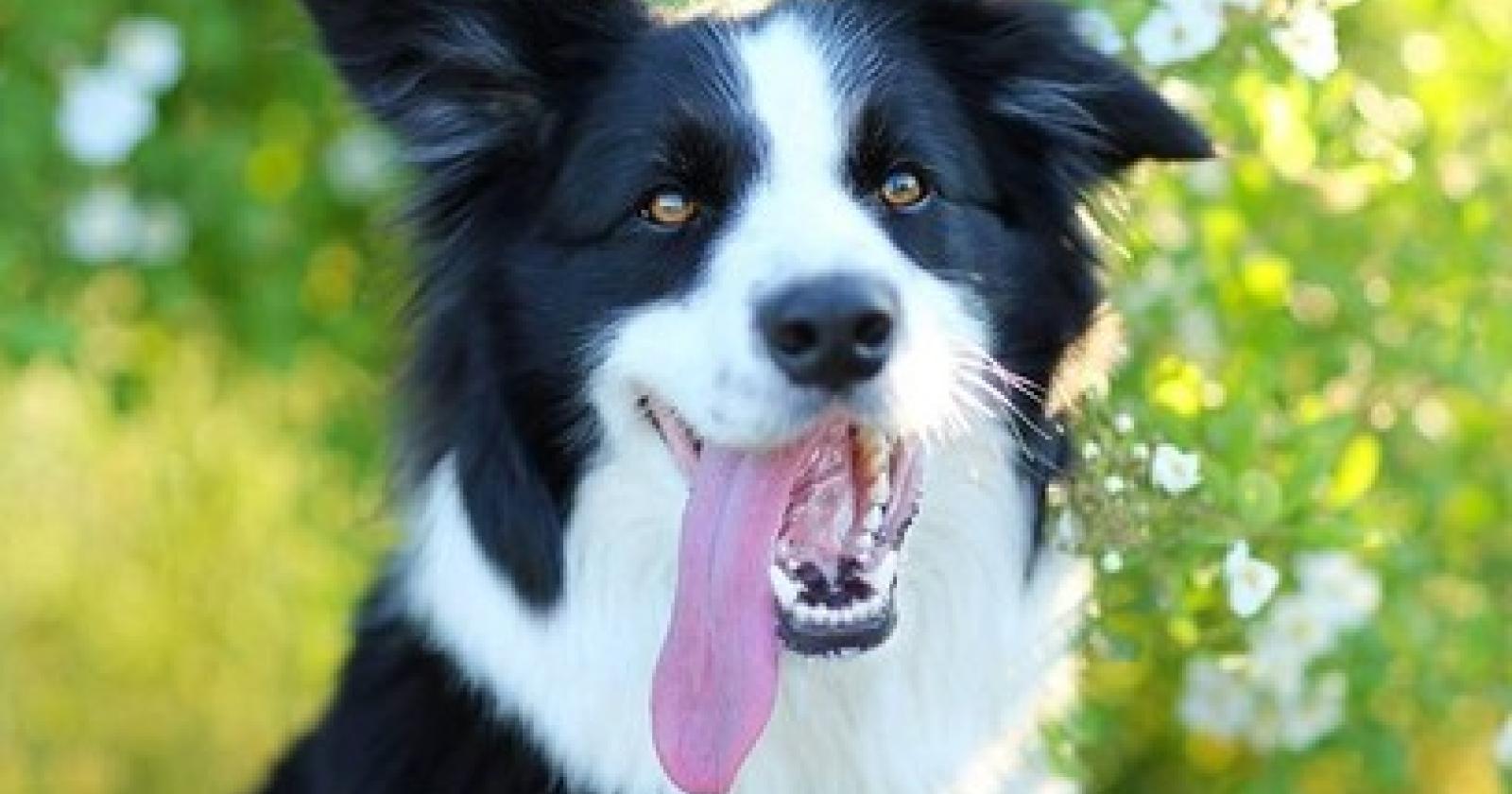 Cane in un fossato salvato dai pompieri
