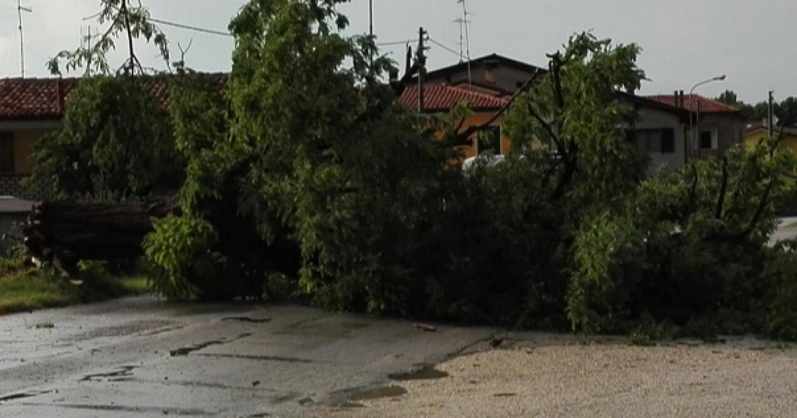 Cade un altro albero, è alto il pericolo per i residenti