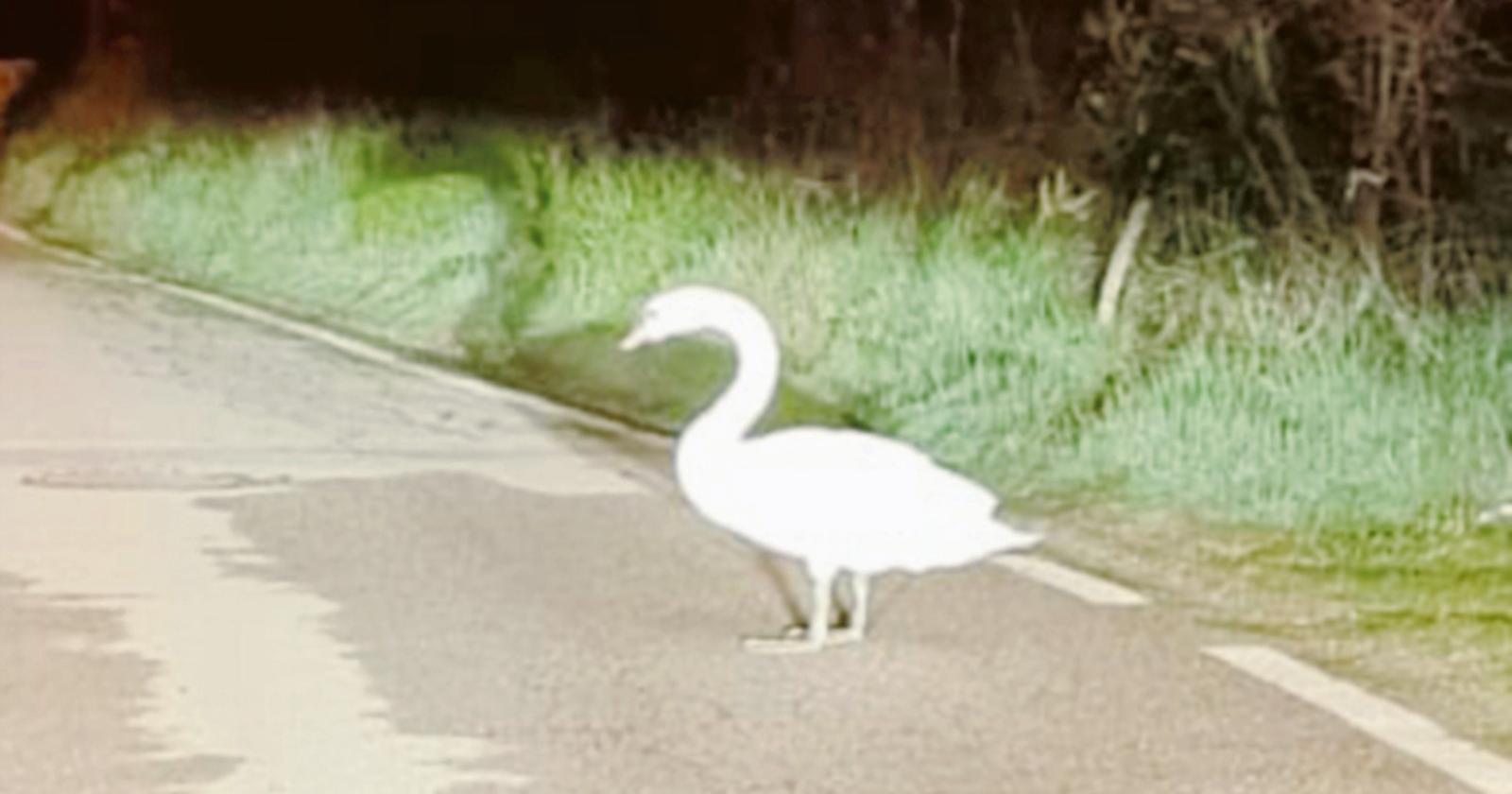 Cigno si perde in centro: salvato e liberato