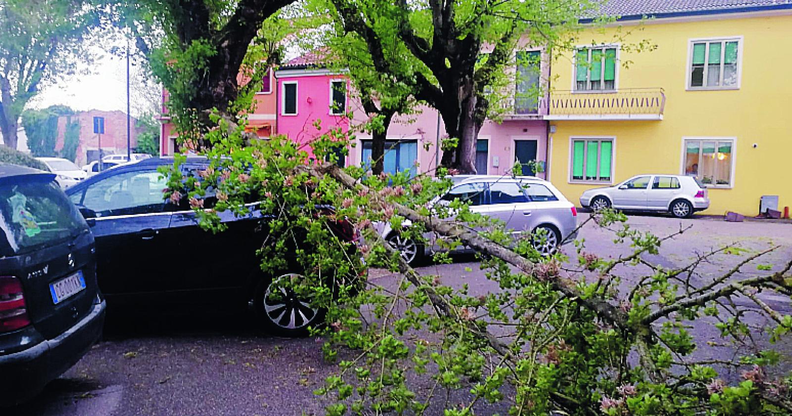 Albero cade sull'auto, tragedia sfiorata. "Bisogna potare!"