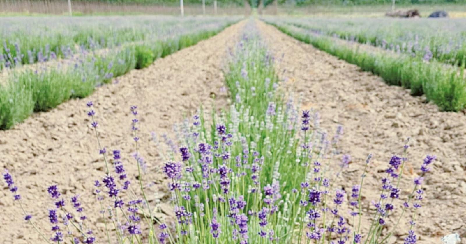 Lavanda, il futuro del Polesine
