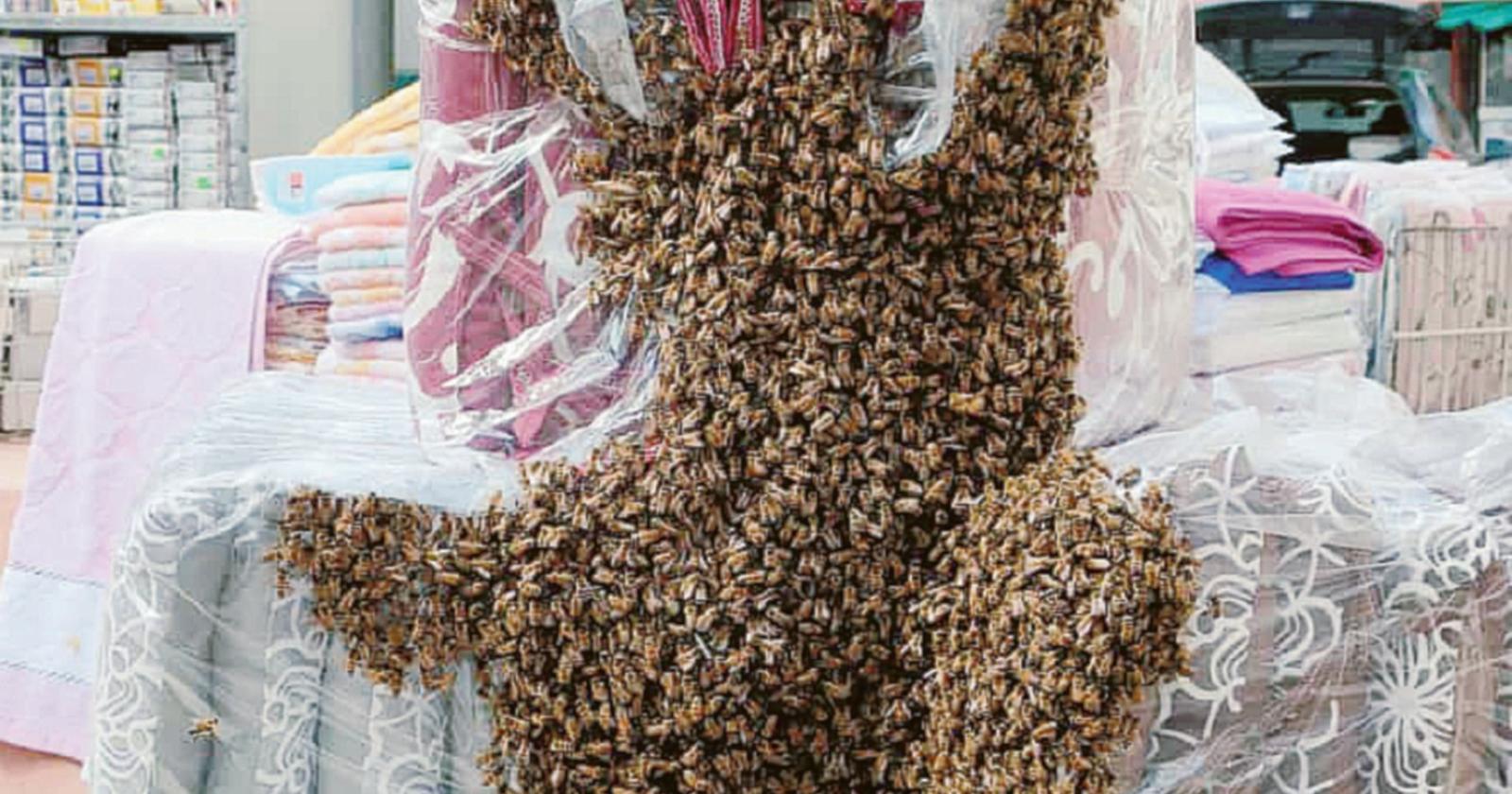 Uno sciame d’api invade il mercato