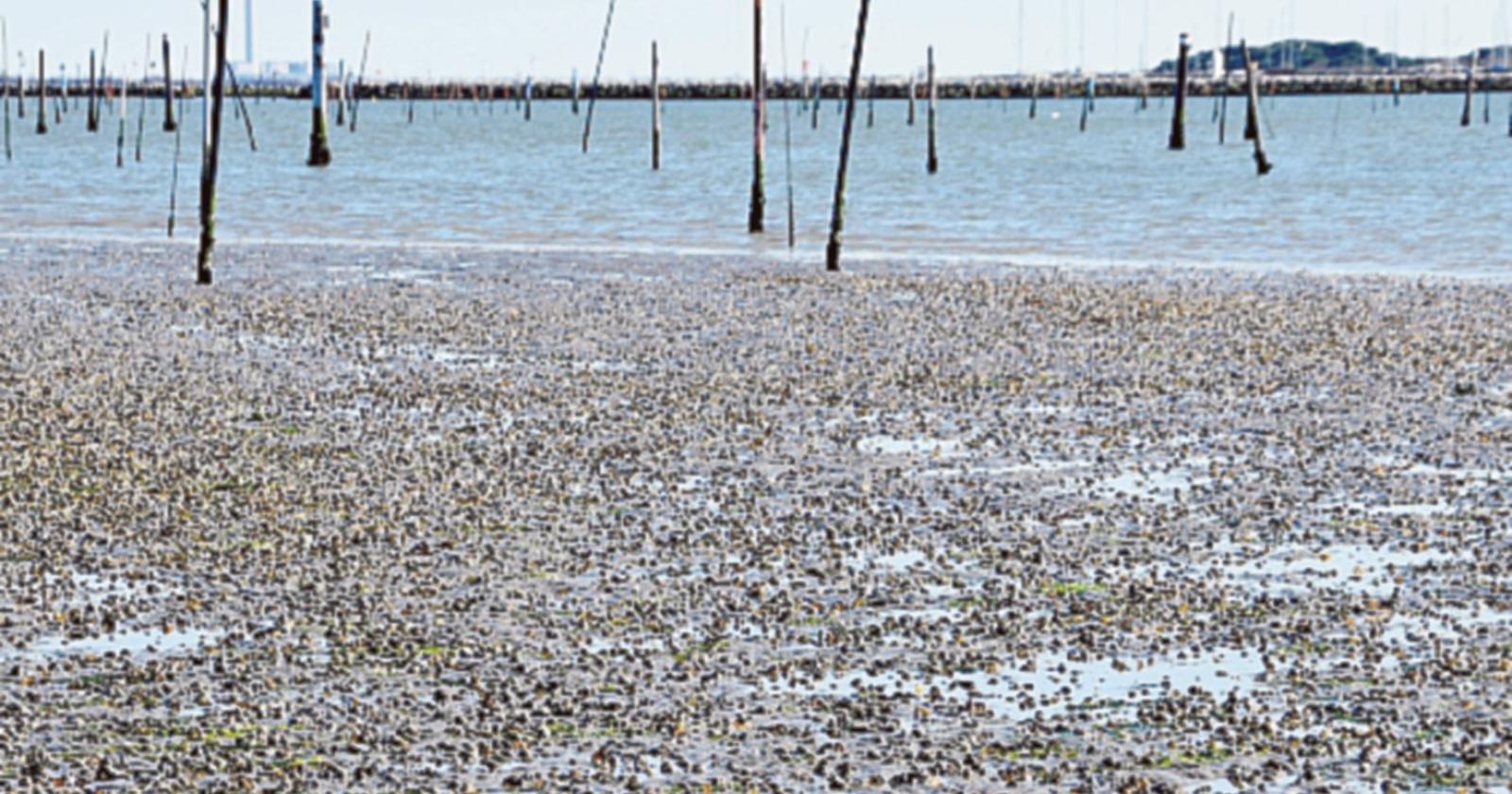 “Urgenti opere di difesa a mare”