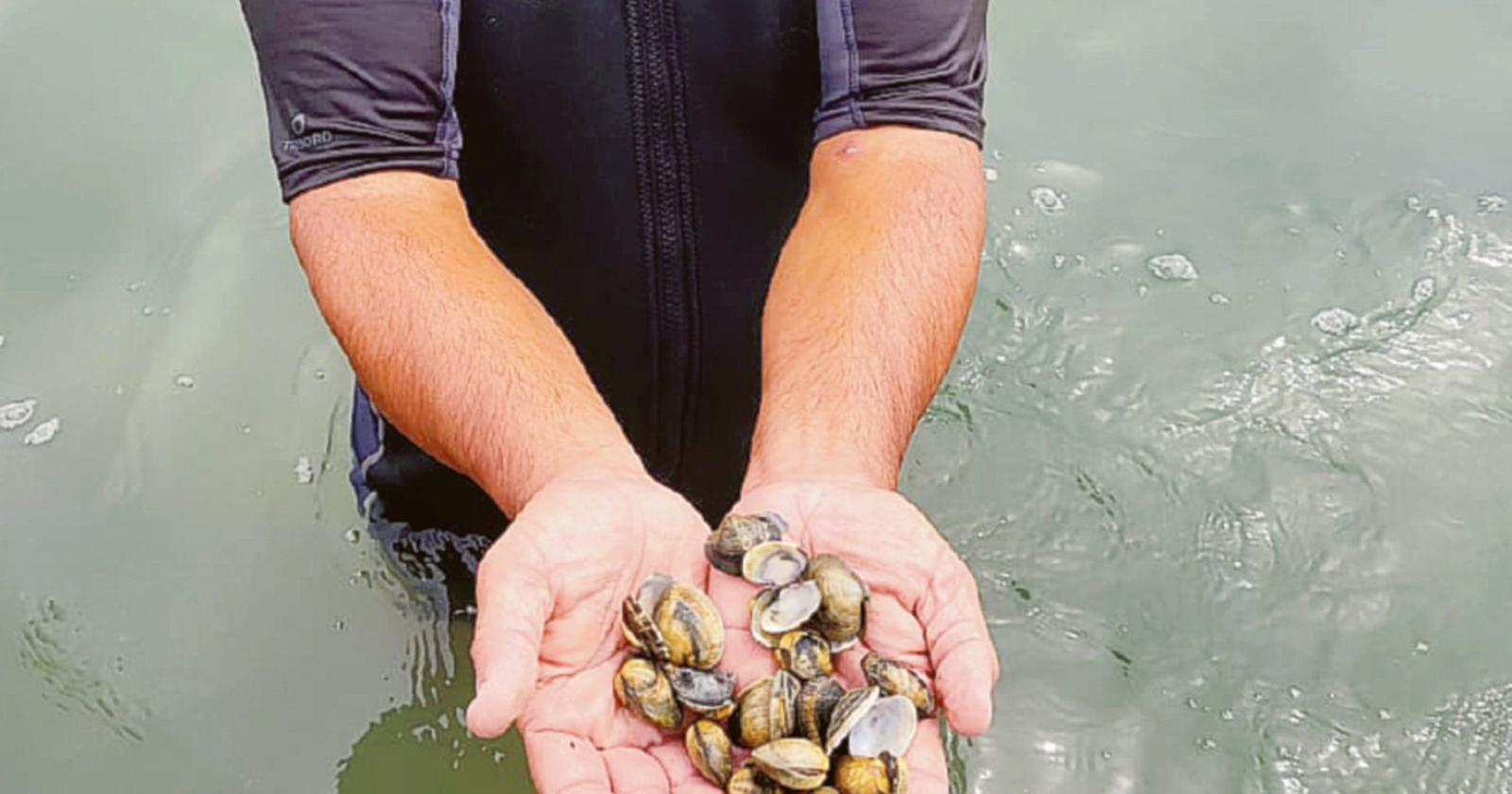 E' strage di vongole, economia in crisi