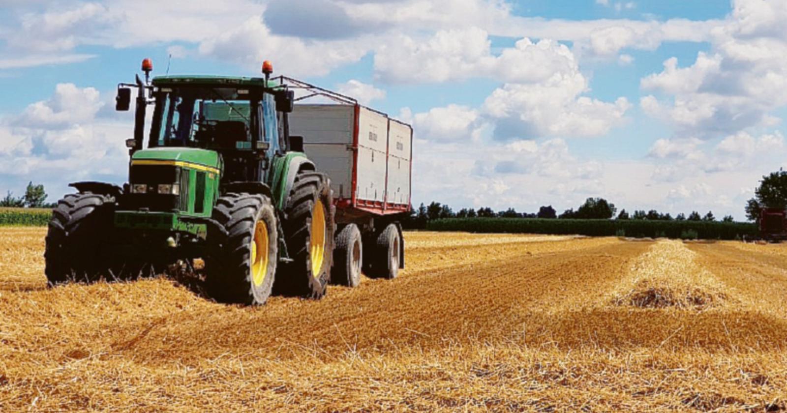 Crolla anche il raccolto del grano: -30%