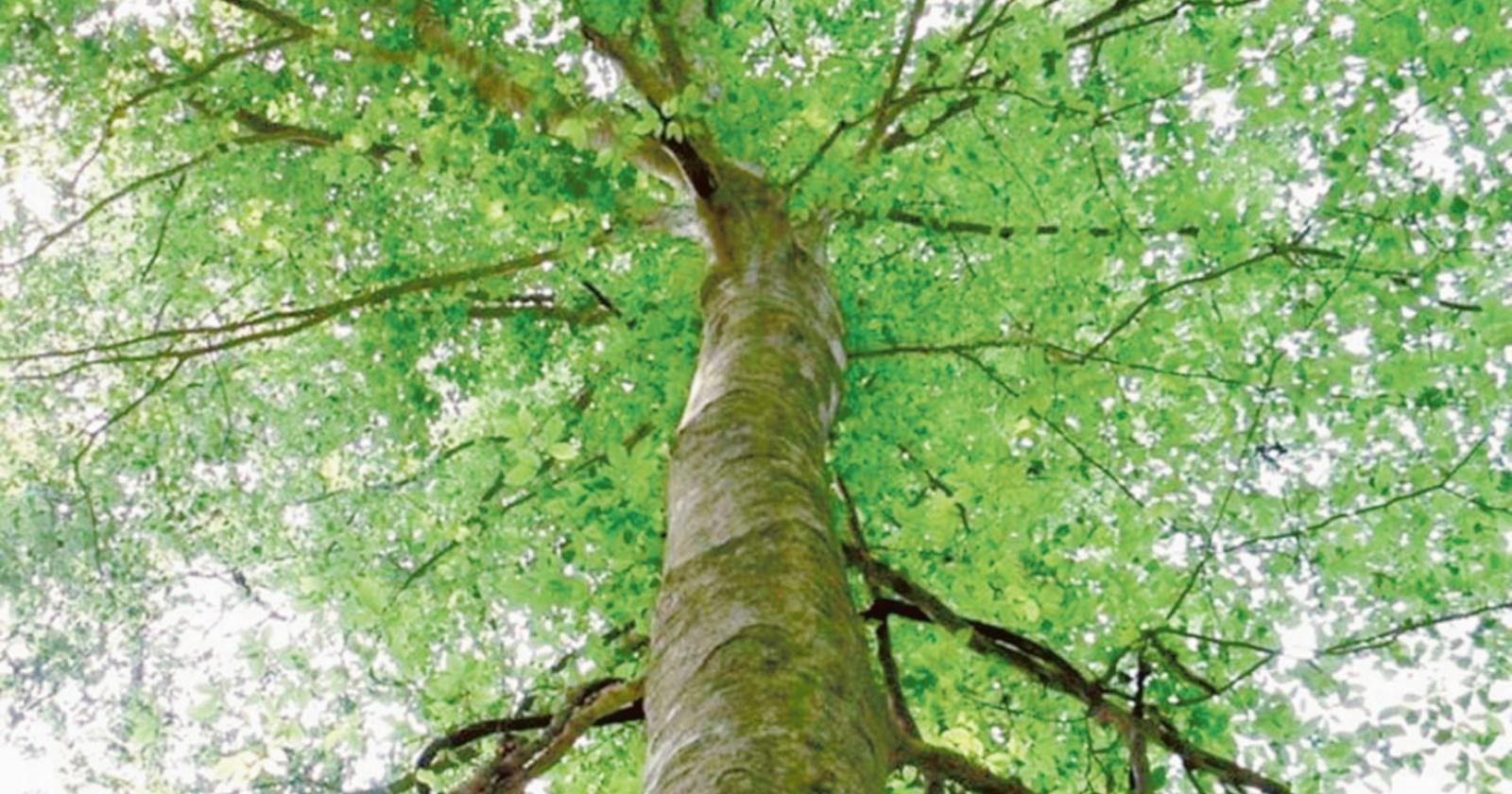 “Alberi, serve un regolamento per difenderli"
