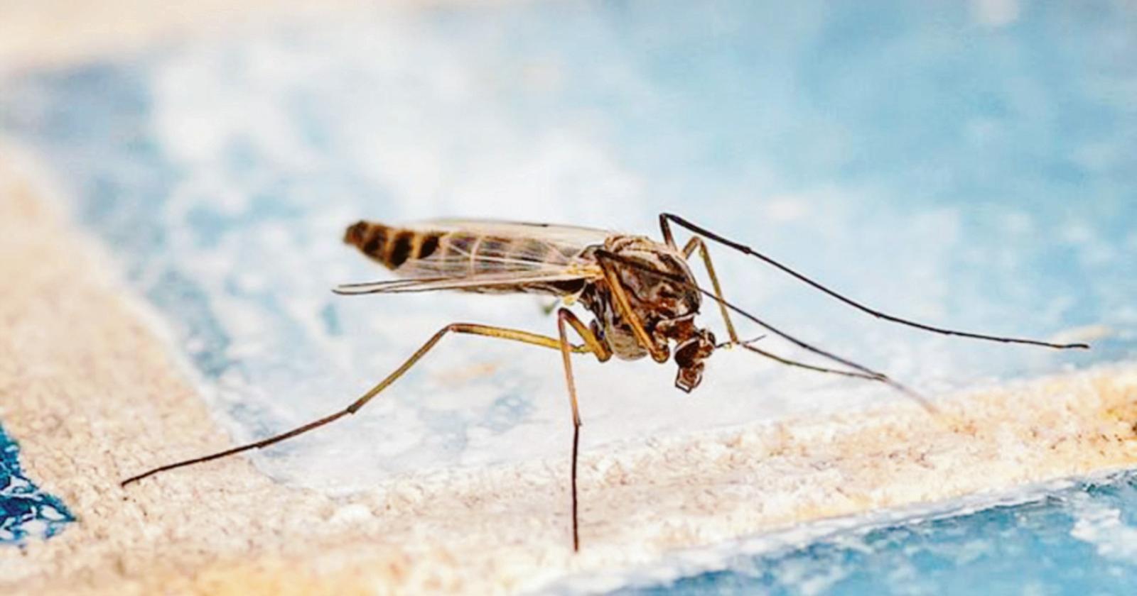 Il West Nile torna anche in Polesine
