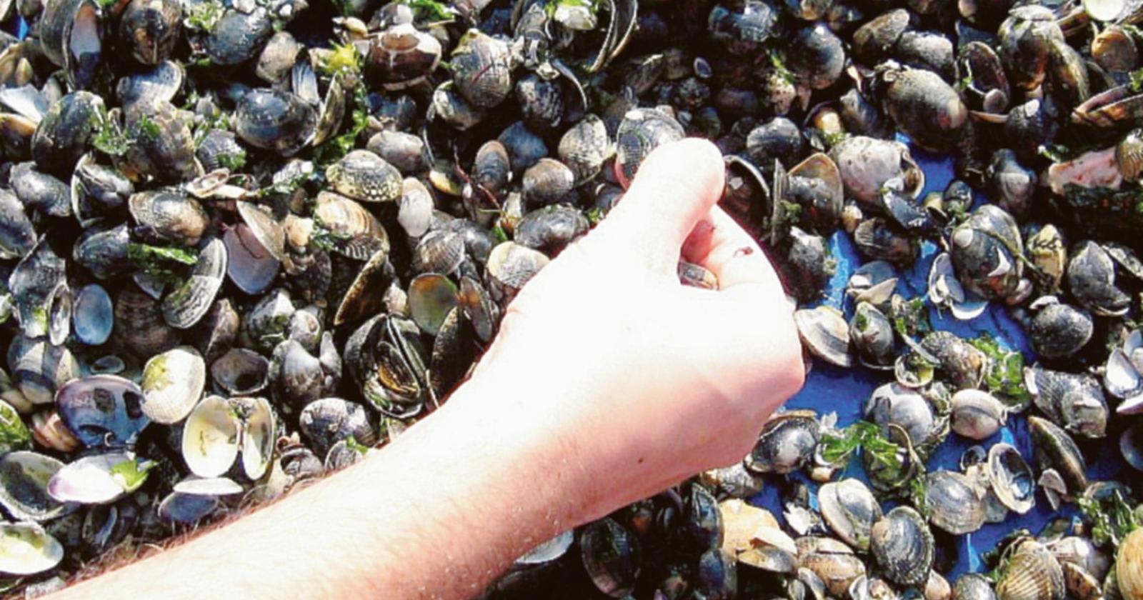 Pure le vongole boccheggiano: rischio moria devastante