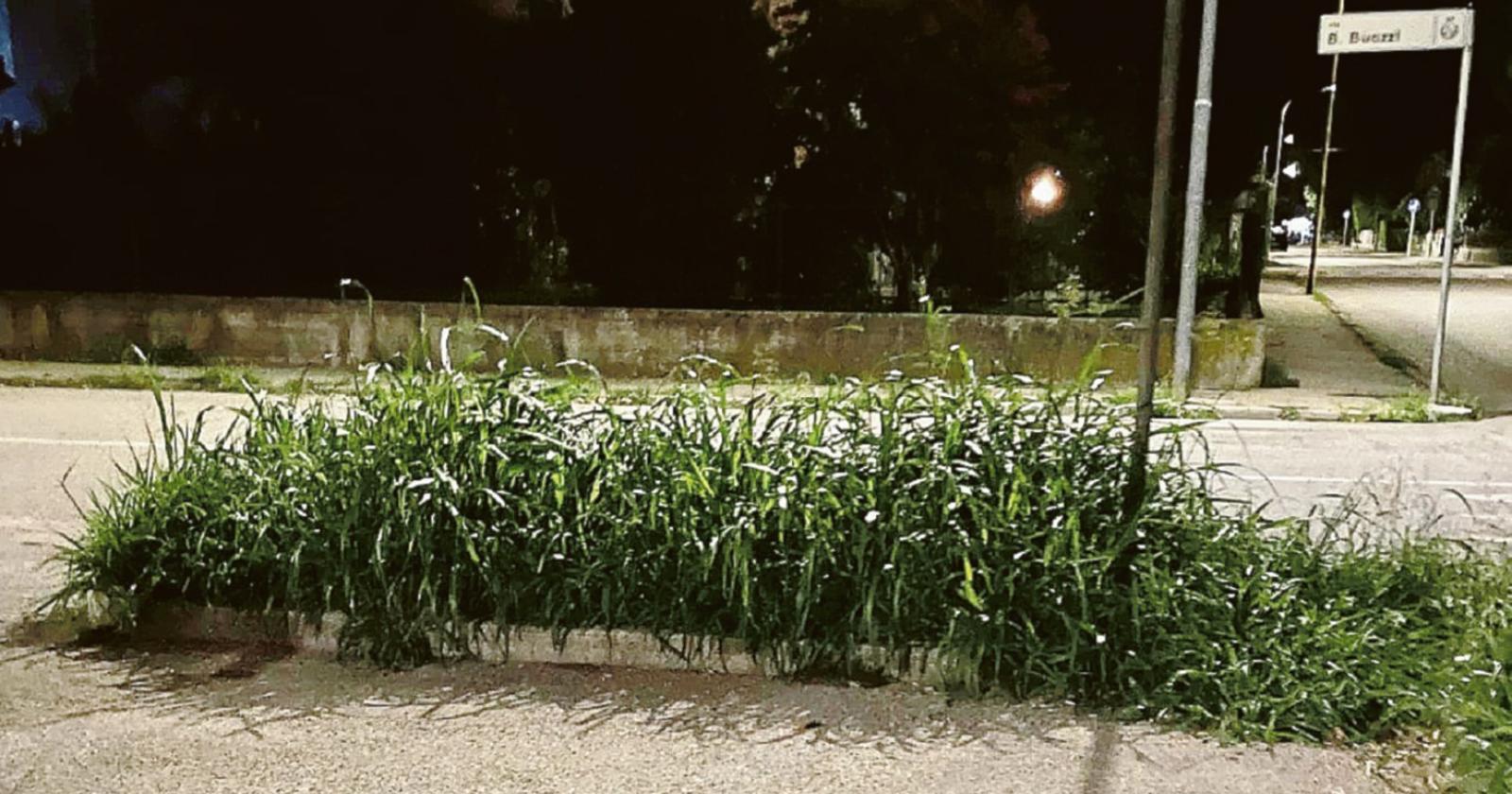 Erba alta, scoppia la protesta