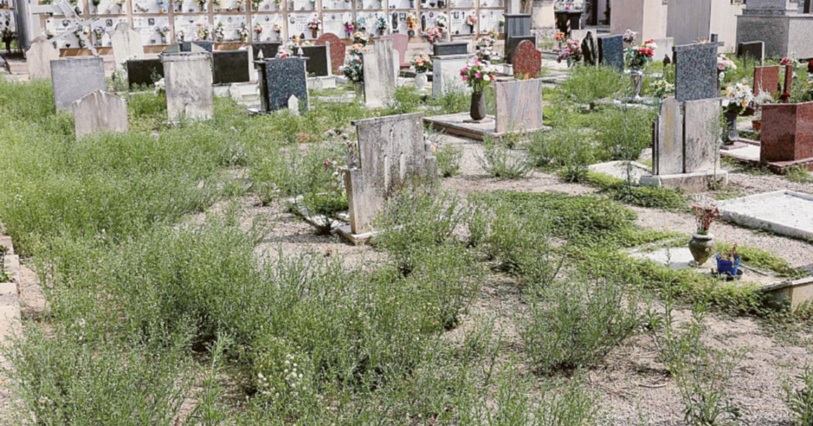 “Cimitero invaso da erbacce”